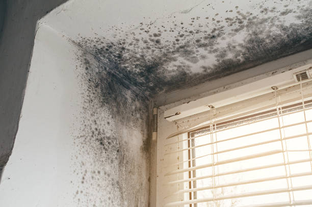 Trusted Attic Mold Removal service in Nanjemoy, MD - Cheap Mold Removal